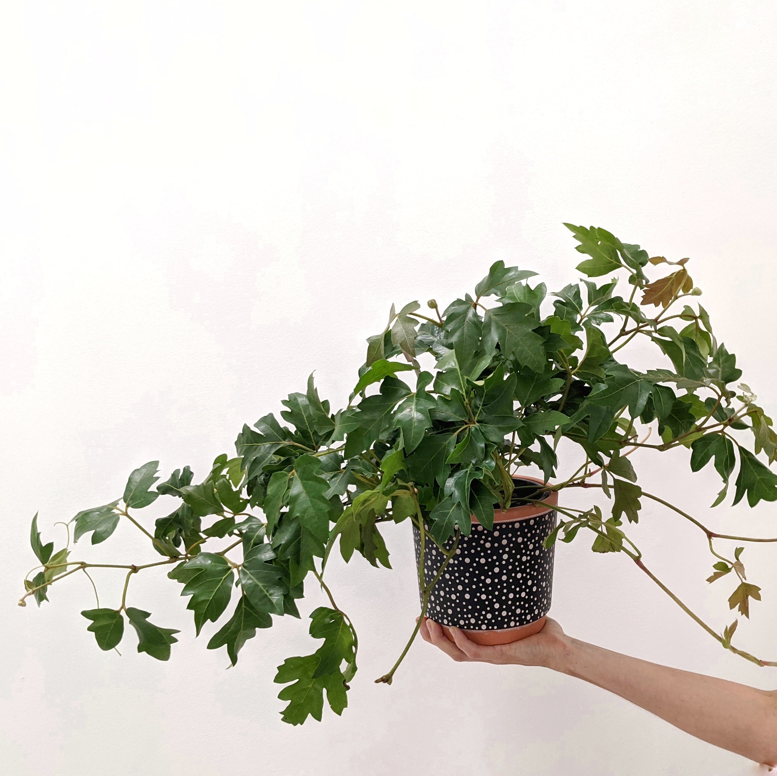 Cissus rhombifolia 'Ellen Danica' (Grape Ivy) - 14cm pot